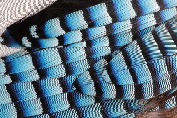 Geai d'Eurasie (Garrulus glandarius) plume rayée bleue gros plan — Photo