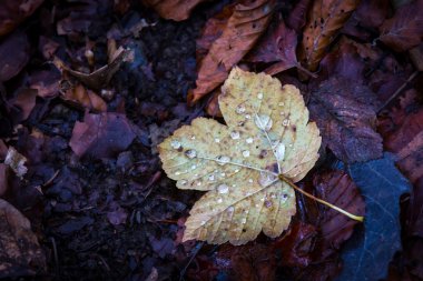 karanlık yere sonbahar yaprak