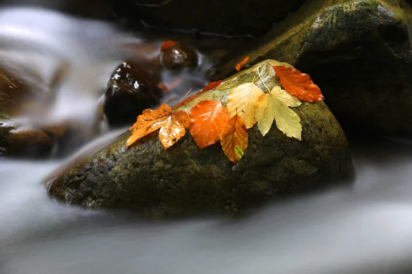 Mooie herfst leafage op natte steen — Stockfoto