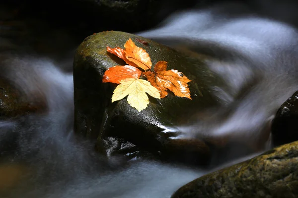 Hojas de otoño sobre piedra mojada — Foto de Stock