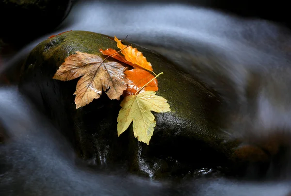 Красивые осенние листья на темном камне в воде — стоковое фото