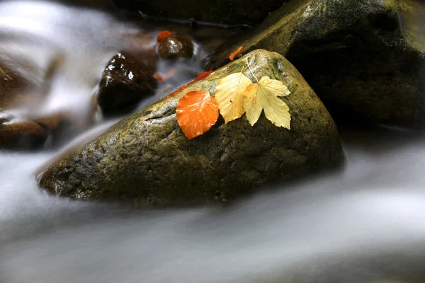 Осенние листья на мокром камне — стоковое фото
