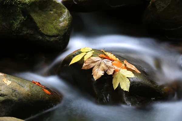 Осенние листья на камне в воде — стоковое фото