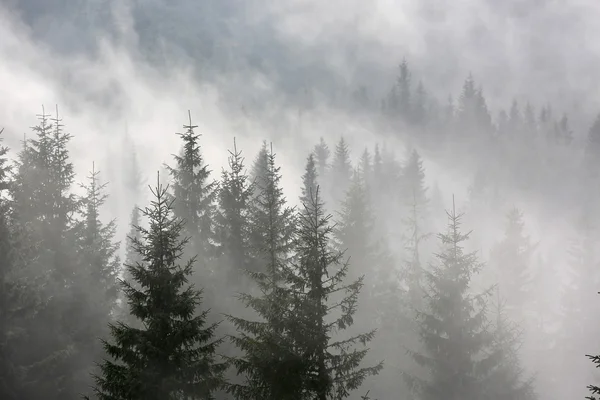 Bosque de pino en niebla matutina — Foto de Stock