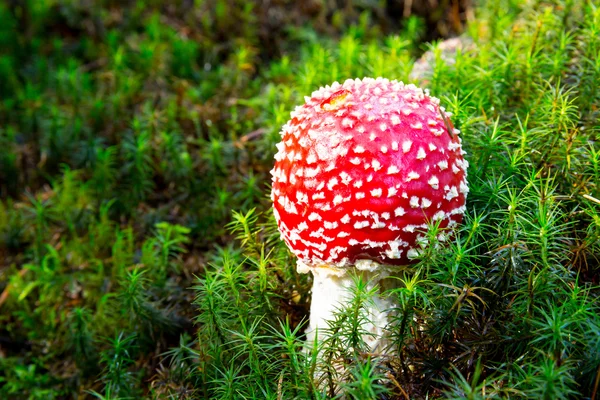 在绿色的苔藓上飞木耳蘑菇 — 图库照片
