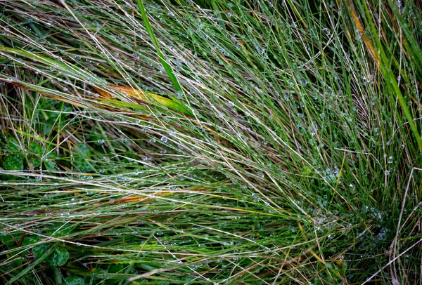 Zielona trawa mokra — Zdjęcie stockowe
