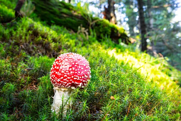 Flugsvamp svamp på mossa i skogen — Stockfoto