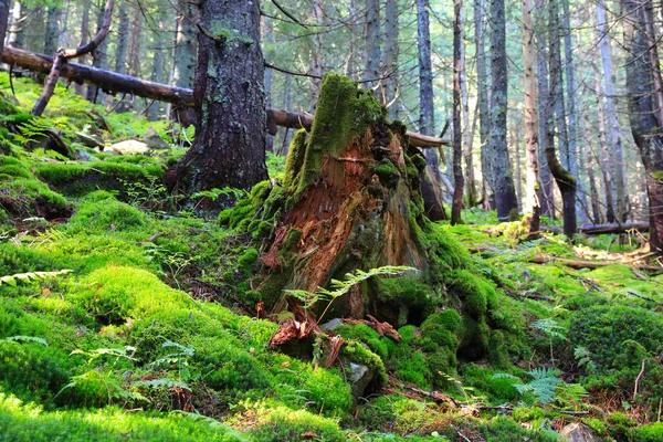 Vecchio ceppo di legno nella foresta profonda — Foto Stock