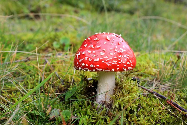 Muchomůrka houby mezi zelené trávy — Stock fotografie