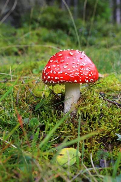 Fly agaric mushroom on grass — Stock Photo, Image