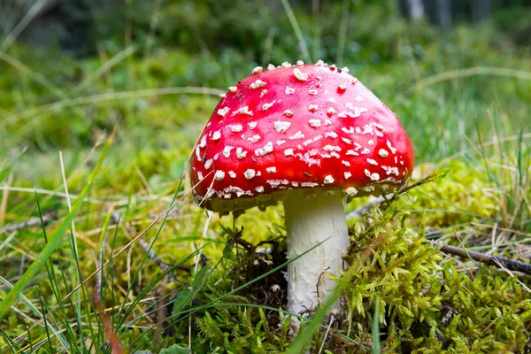 Flugsvamp svamp på grönt gräs — Stockfoto