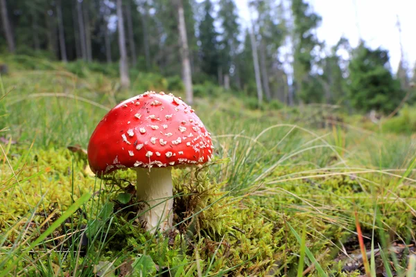 Voler champignon agarique sur prairie — Photo