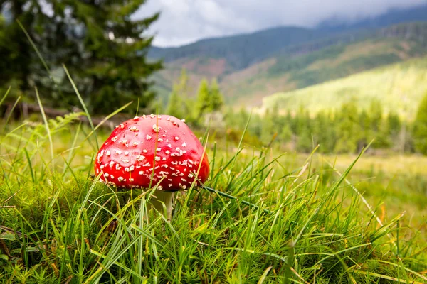 Mosca il fungo agarico su prato in montagne — Foto Stock