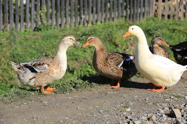 Marciapiede rurale oca — Foto Stock