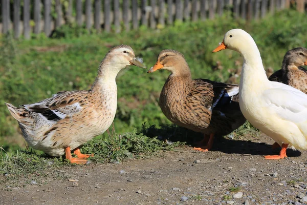 Fannu gans op boerderij — Stockfoto