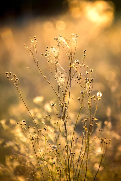 Prairie de fleurs d'été — Photo