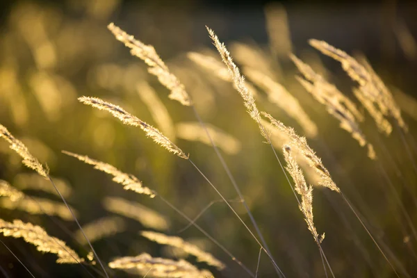 Hierba seca en el prado — Foto de Stock