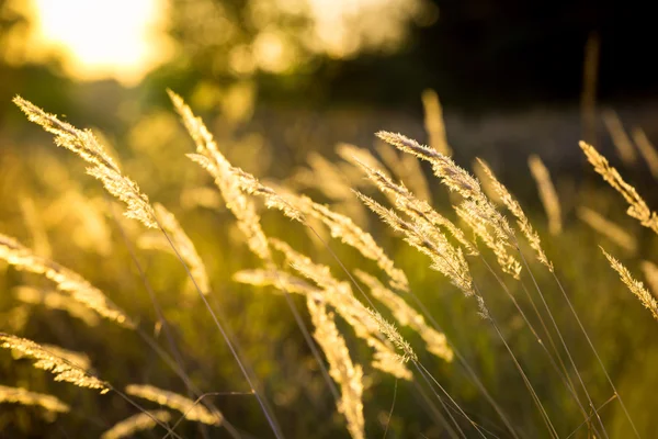 Herbe sèche jaune sur prairie d'automne — Photo