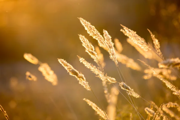 Lato, suchej trawy na łące — Zdjęcie stockowe