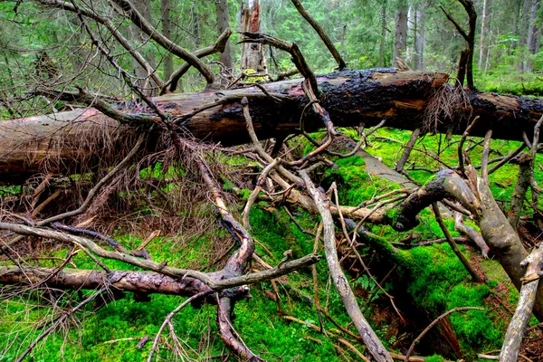Vieux bois dans la forêt profonde — Photo