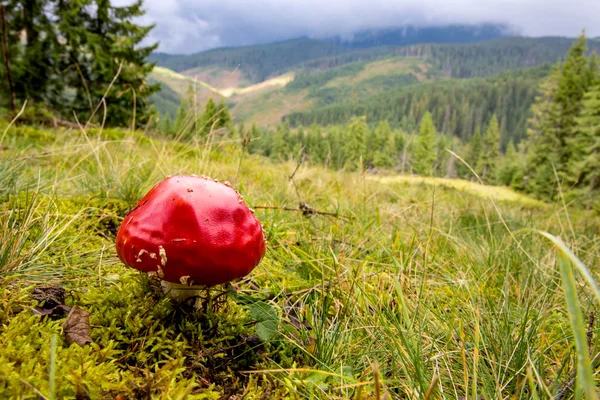 Fliegenpilz auf Bergwiese — Stockfoto