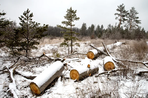 Wooden logs in winter meadow in forest — Stock Photo, Image