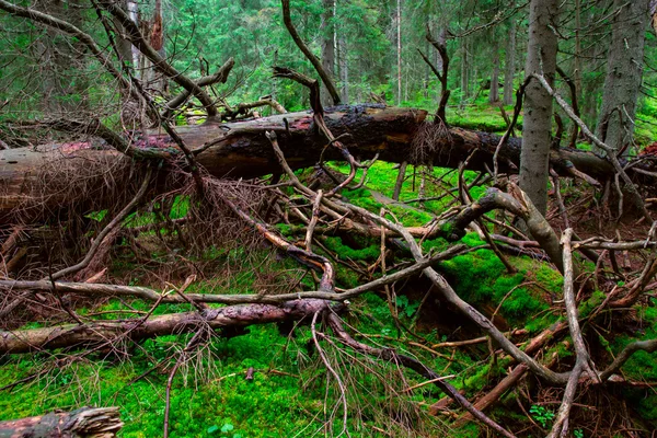 Vieux bois dans la forêt — Photo
