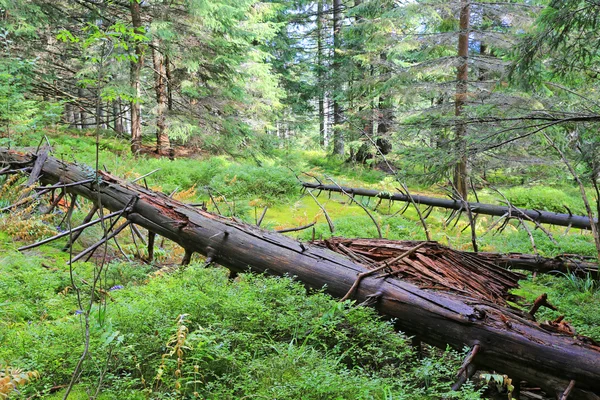 Arbre mort parmi la mousse verte dans la forêt — Photo