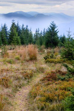 yol çayır üzerinde kuru ot arasında