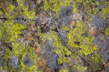 eski taş üzerinde sarı yosun