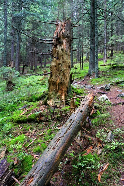 Umgestürzter Baum im Wald — Stockfoto