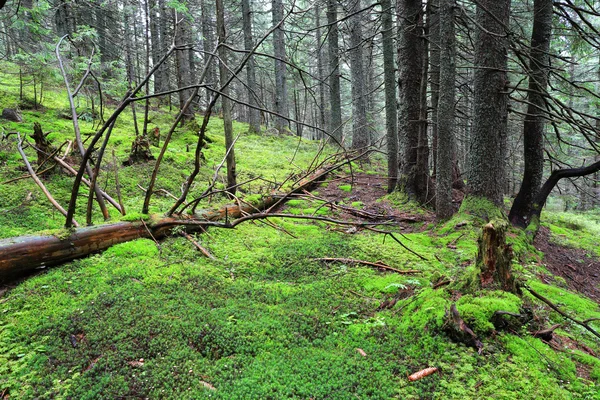 Vieil arbre et mousse verte dans la forêt — Photo