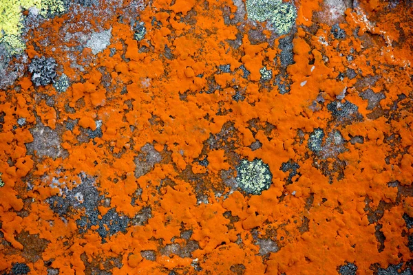 Красный мох на каменном фоне — стоковое фото