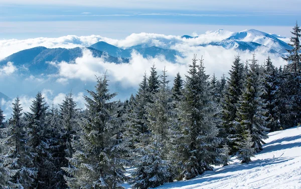 Pine trees in winter mountains — Stock Photo, Image