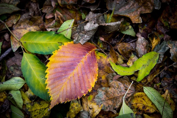 Würfel trockene Herbstblätter — Stockfoto