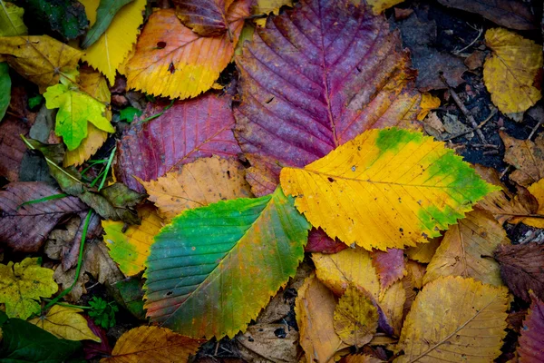 Fundo de outono com folhas — Fotografia de Stock