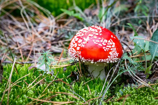 Nice fly agaric mushroom among green moss — Stock Photo, Image