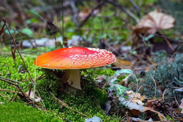 Nice Muchomůrka houby mezi zeleným mechem — Stock fotografie