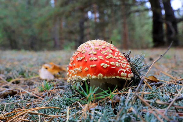 Fly agaric paddestoel — Stockfoto