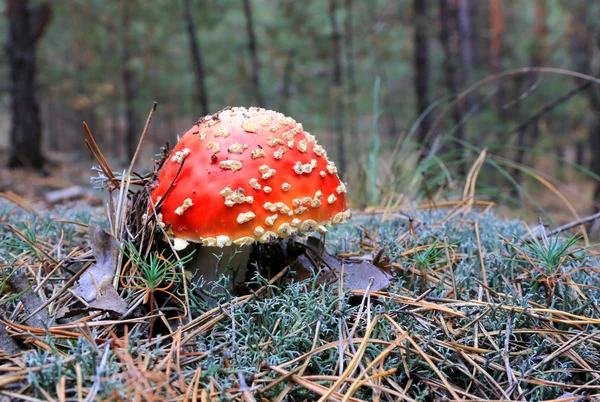 Fungo bello in foresta — Foto Stock