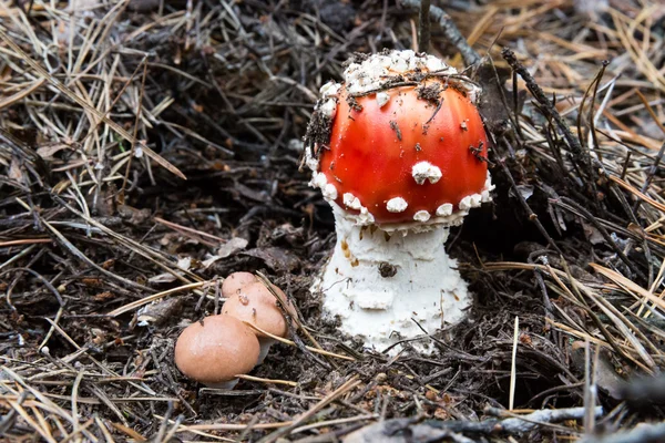 Small fly agaric mushroom — Stock Photo, Image