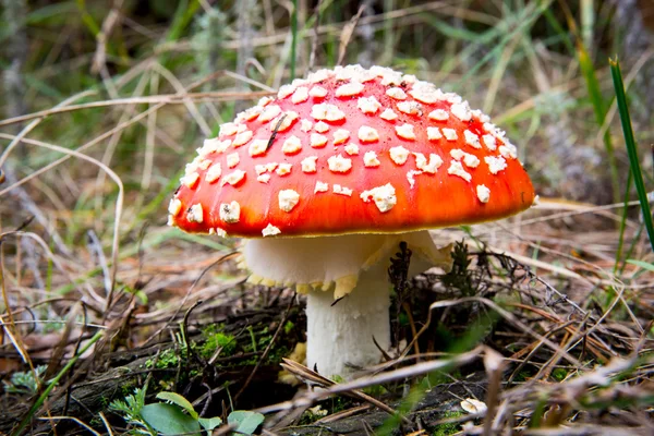 Fly fungo agarico — Foto Stock