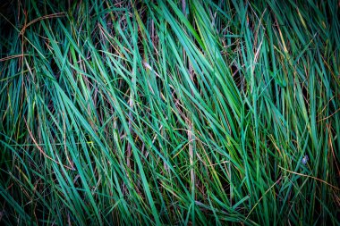 Yeşil Çimen Arkaplanı