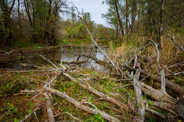 Old dead trees on swamp — Stock Photo, Image