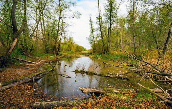 sonbahar orman bataklıkta on
