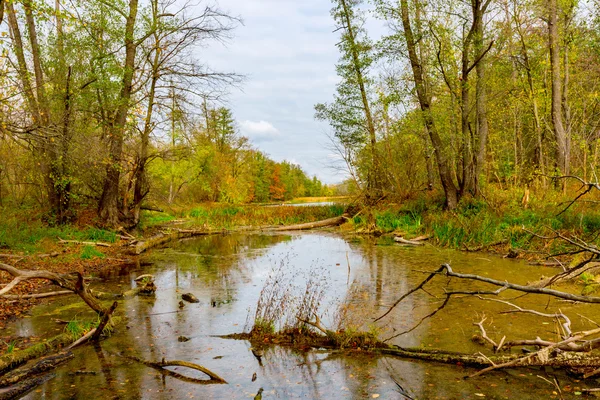 Old lake in autumn forest — Stock Photo, Image