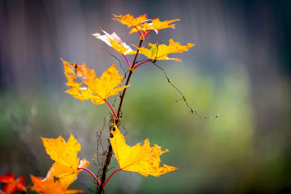 Abstract autumn maple twig — Φωτογραφία Αρχείου