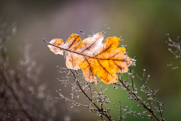 Foglia secca di quercia autunno — Foto Stock