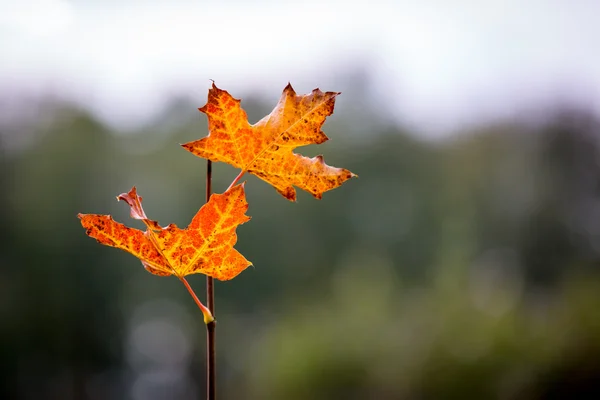 Abstract maple twig in autumn — Φωτογραφία Αρχείου