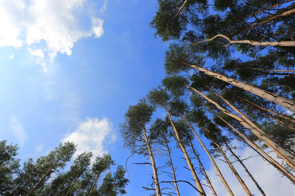 Çam ağaçları bulutlar gökyüzü arka planda üzerinde — Stok fotoğraf